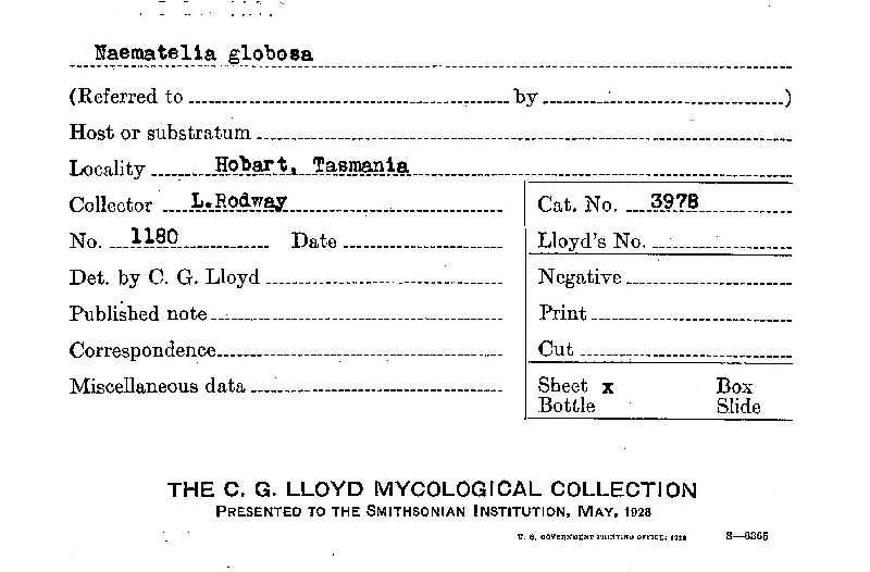 Naematelia globosa image