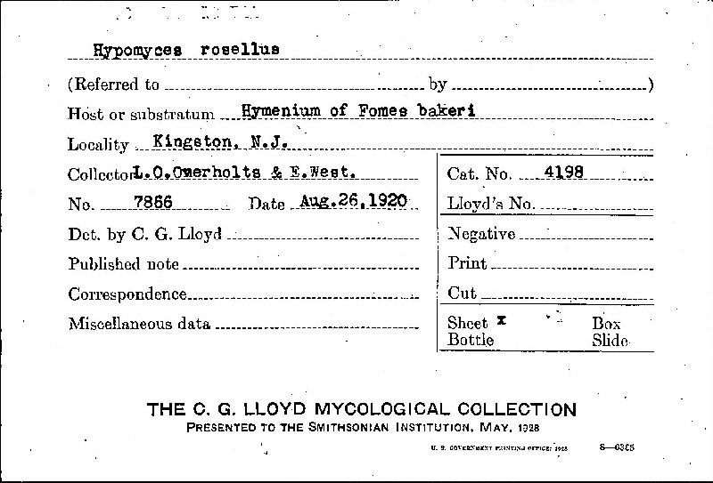 Hypomyces rosellus image