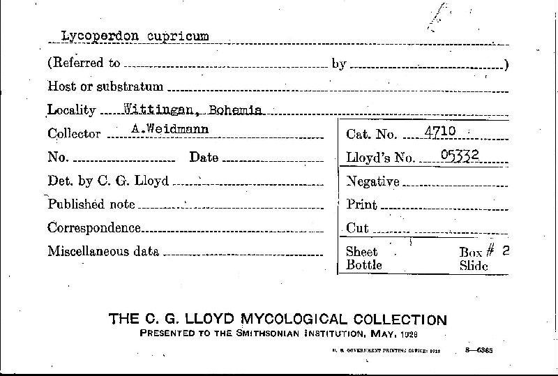 Lycoperdon cupricum image