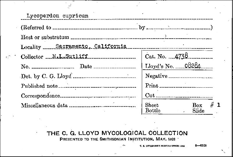 Lycoperdon cupricum image