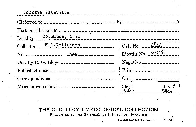 Odontia lateritia image