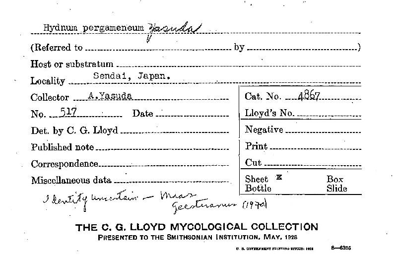 Mycoleptodonoides pergamenea image