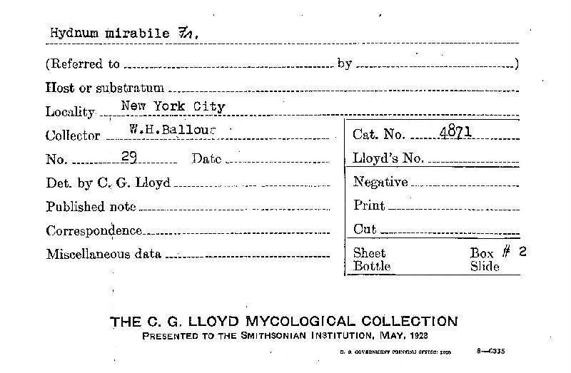 Hydnellum mirabile image