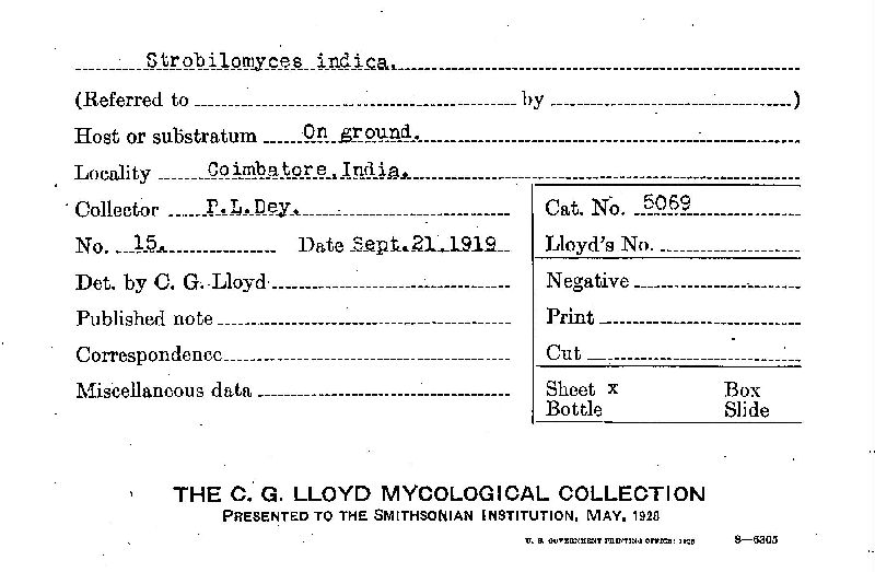 Strobilomyces indica image