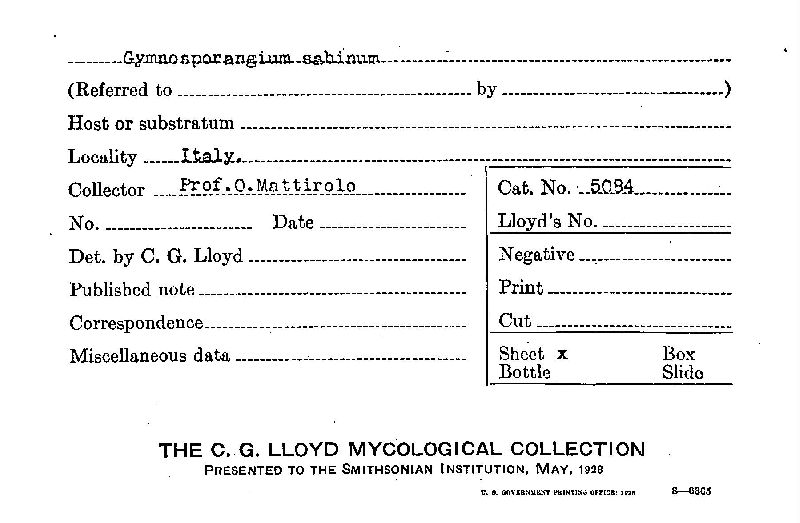 Gymnosporangium sabinum image