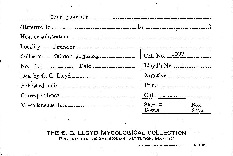 Cora pavonia image