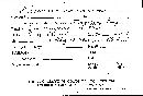 Seismosarca alba image