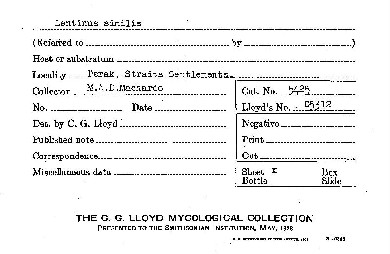 Lentinus similis image