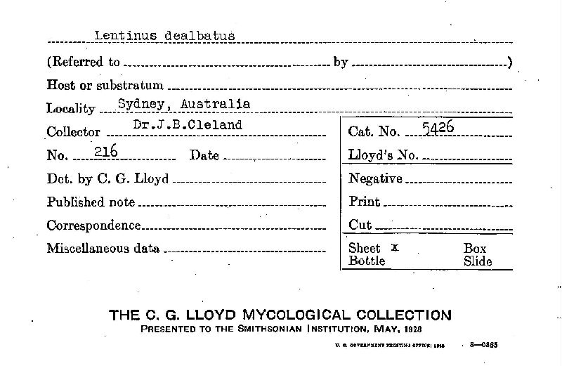 Lentinus dealbatus image