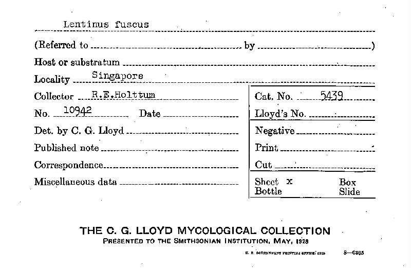 Lentinus fuscus image