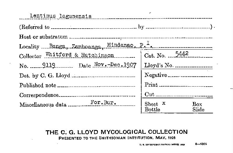 Lentinus lagunensis image