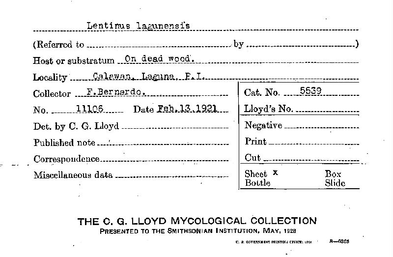 Lentinus lagunensis image