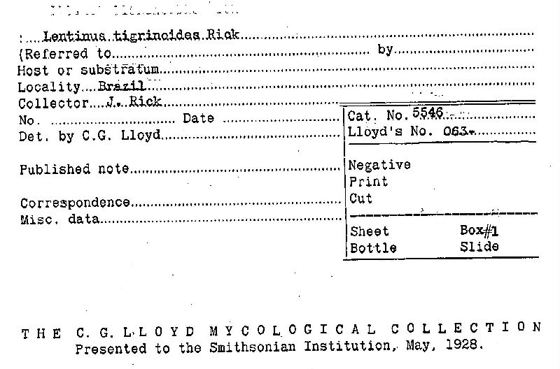 Lentinus tigrinoides image