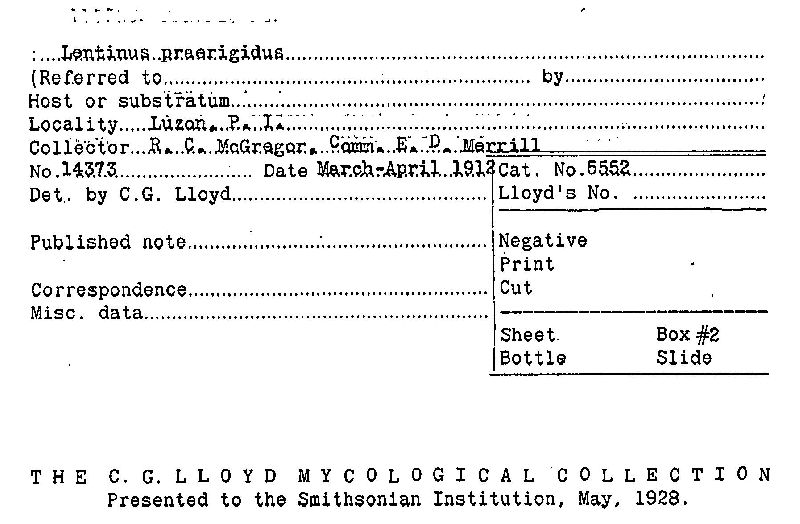 Lentinus praerigidus image