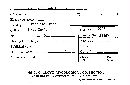 Macropodia subclavipes image