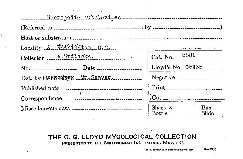 Macropodia subclavipes image