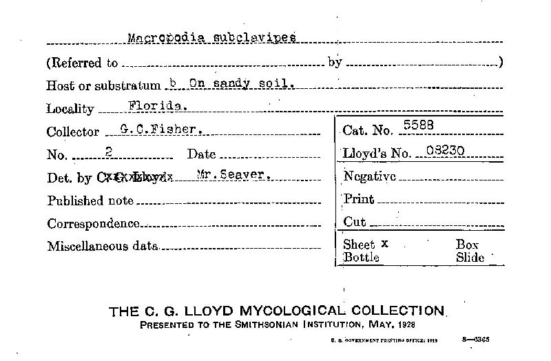 Macropodia subclavipes image