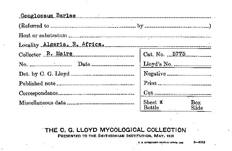 Geoglossum barlae image