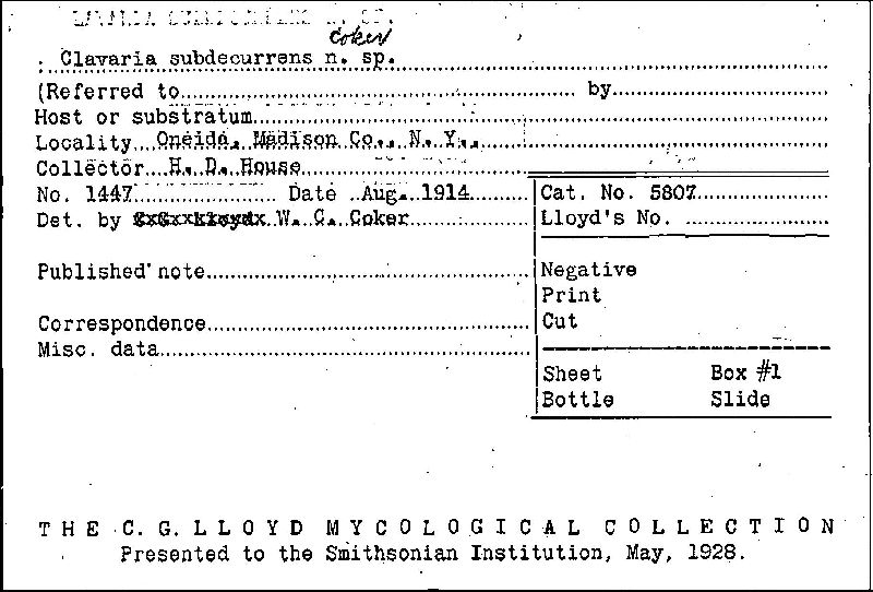 Clavaria subdecurrens image