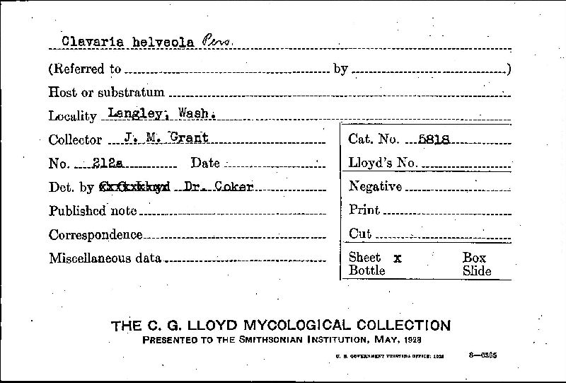 Clavaria helveola image