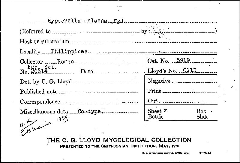 Hypocrella melaena image