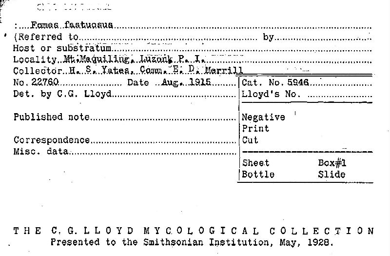 Phellinus fastuosus image