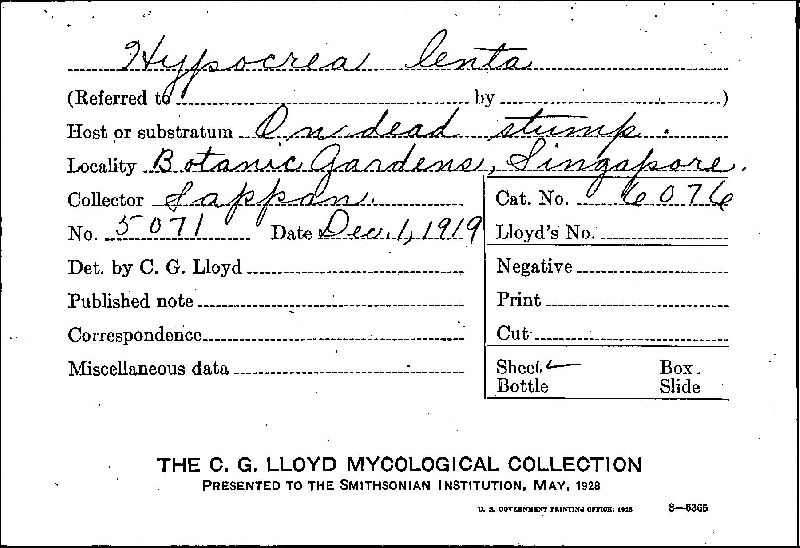Hypocrea lenta image