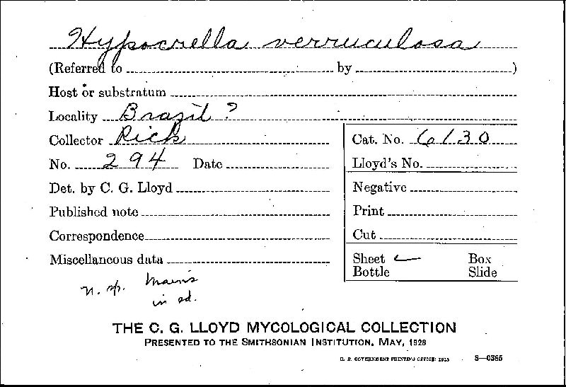 Hypocrella verruculosa image