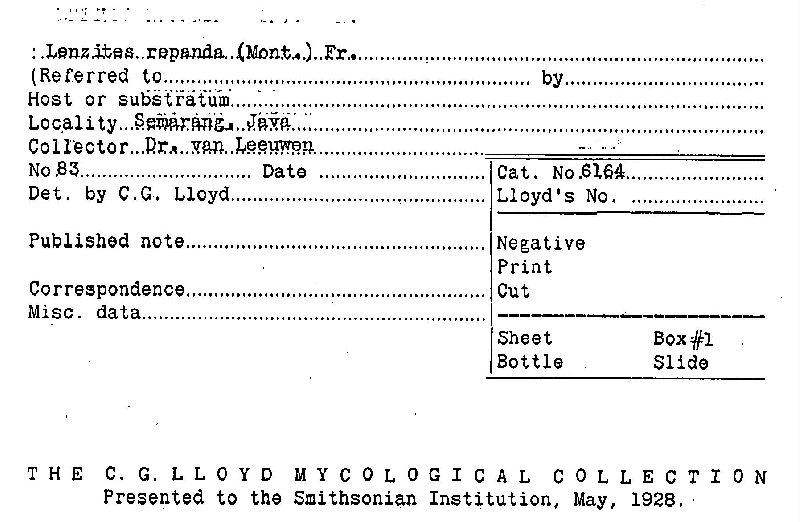 Lenzites repanda image