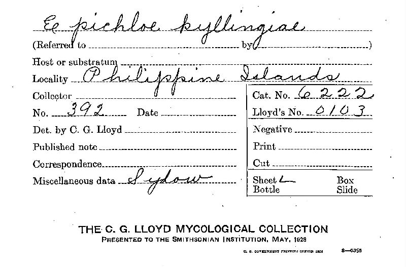 Epichloë kyllingiae image