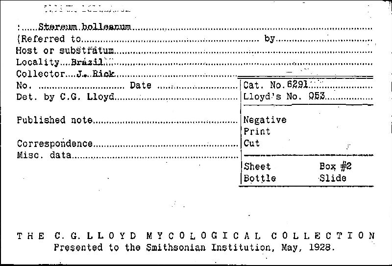 Stereum bolleanum image