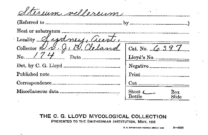 Stereum vellereum image