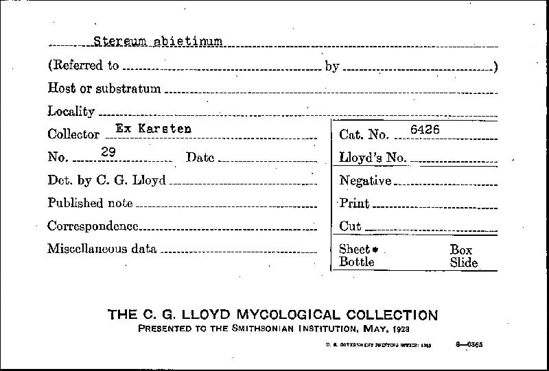 Veluticeps abietina image