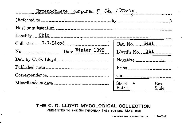 Hymenochaete purpurea image