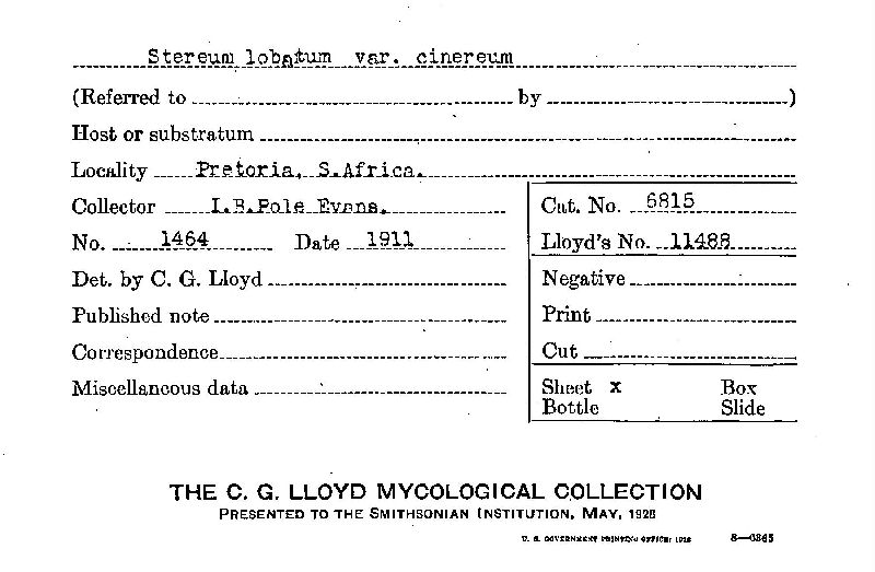 Stereum lobatum image