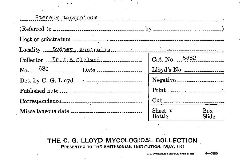 Stereum tasmanicum image