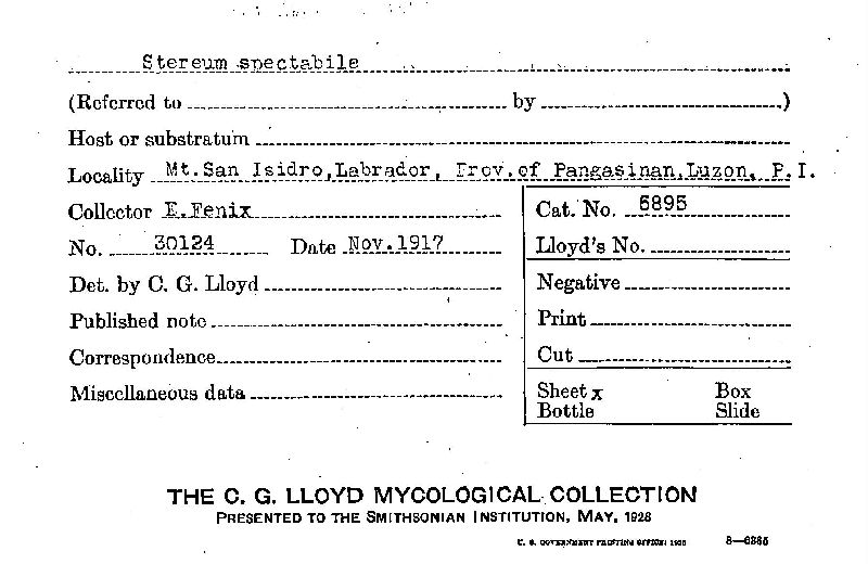 Xylobolus spectabilis image