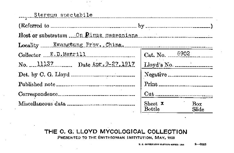 Xylobolus spectabilis image
