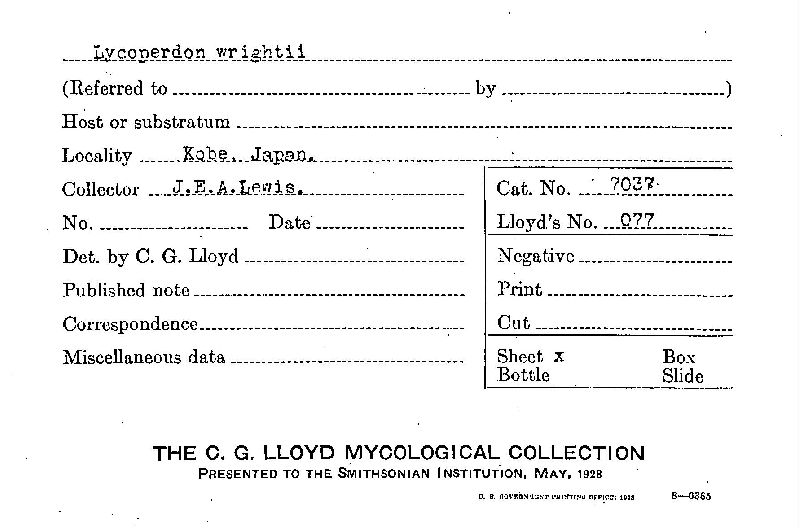 Lycoperdon wrightii image