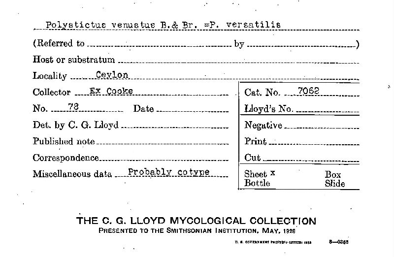 Trichaptum byssogenum image