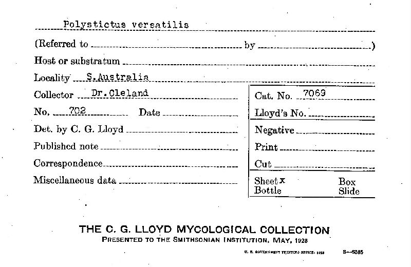 Polystictus versatilis image