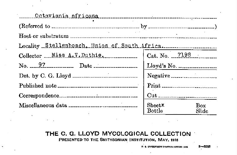 Neosecotium africanum image