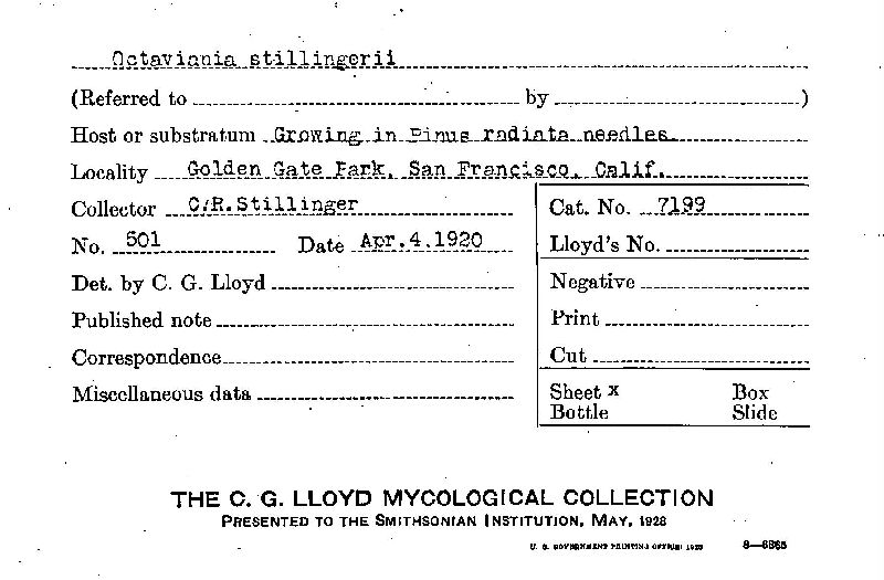 Octaviania stillingerii image