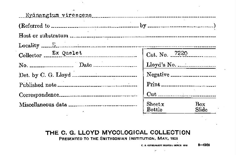 Hydnangium virescens image