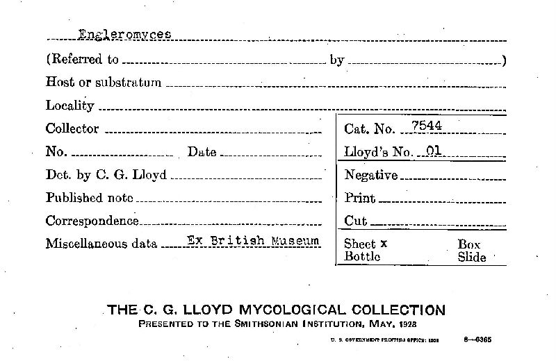 Engleromyces image