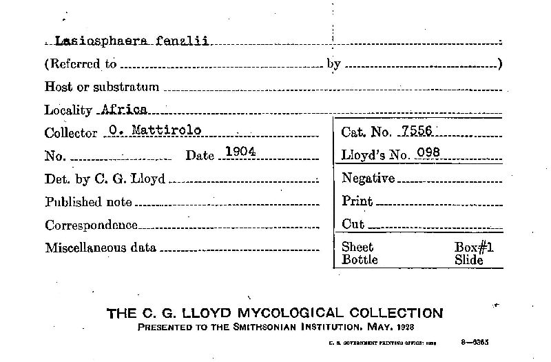 Lasiosphaera fenzlii image