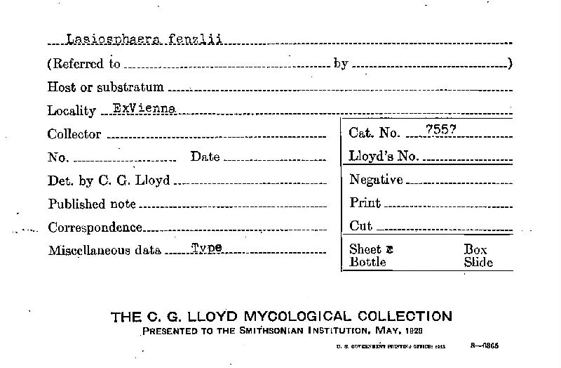 Lasiosphaera fenzlii image