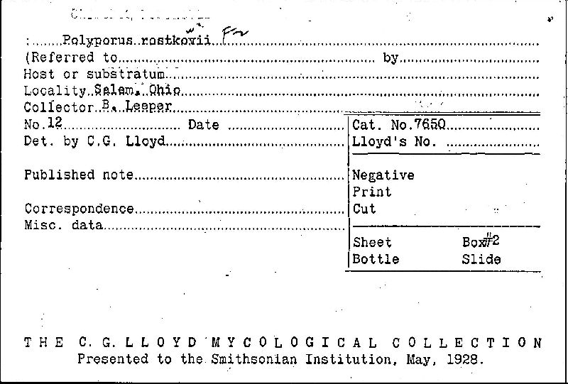 Polyporus rostkovii image