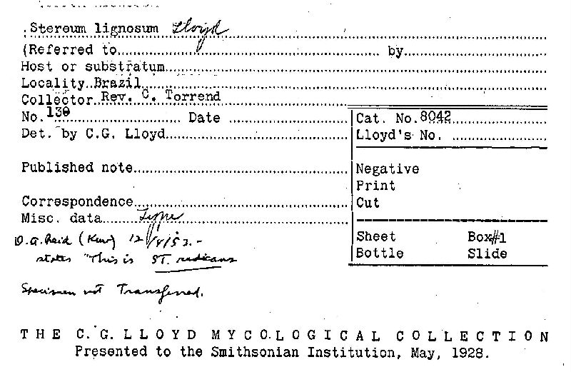 Stereum lignosum image