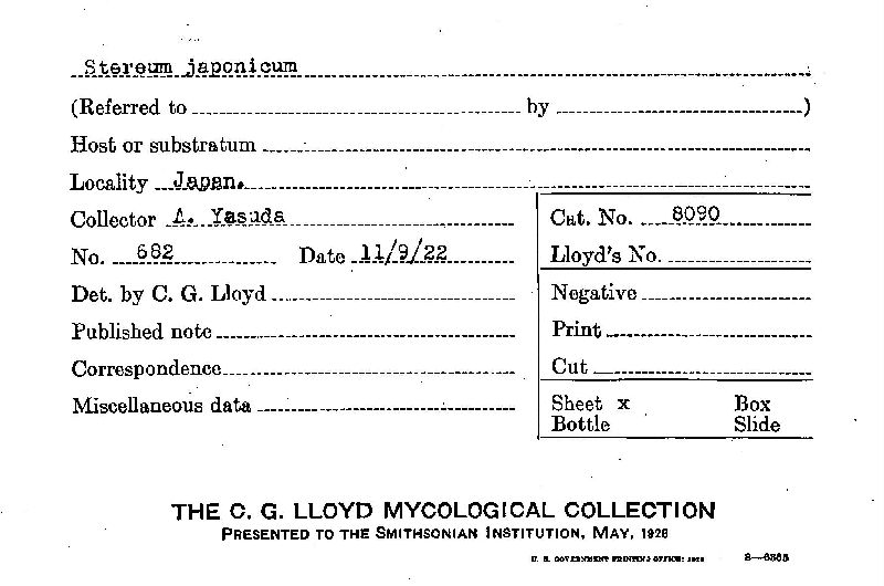 Stereum japonicum image